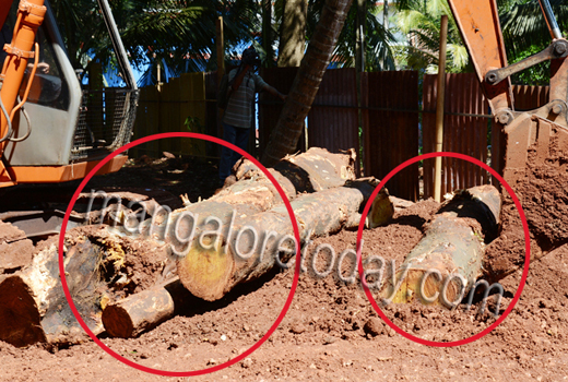 contractor   felling tree 1